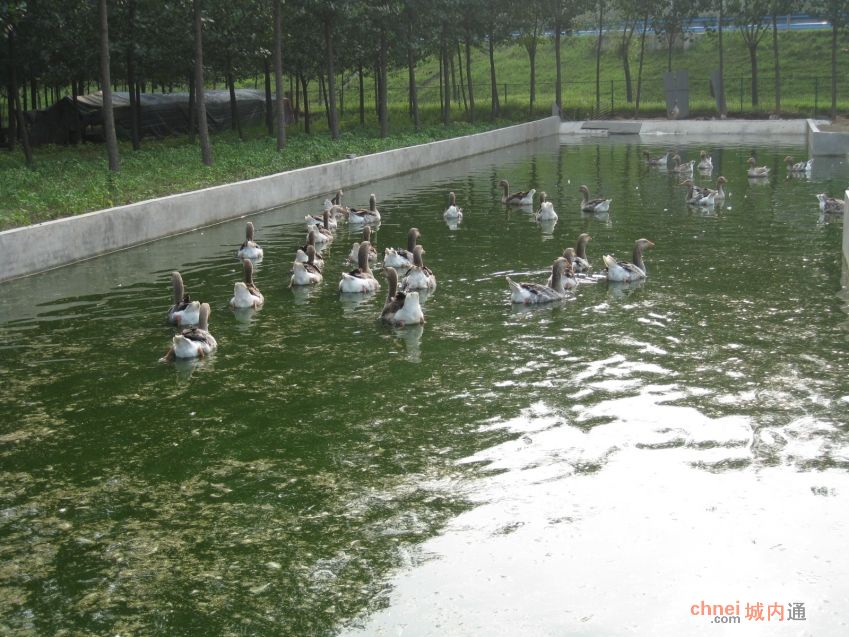 尉氏青青草雁鹅养殖厂